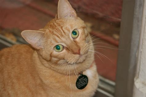 Free Images Pet Orange Tabby Whiskers Kitty