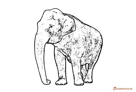 Realistic of animals coloring pages are a fun way for kids of all ages to develop creativity focus motor skills and color recognition. Coloring Pages of Elephants - Download and Print for Free