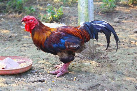Top Weird Chicken Breeds With Pictures
