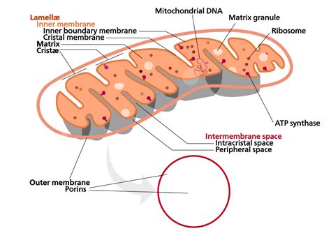 mitochondria diagram with labels