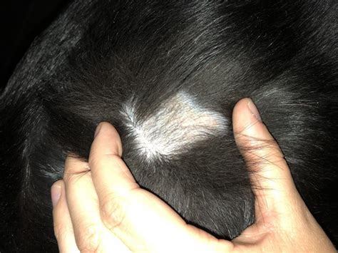 Found This Bald Spot On My 15 Year Old Male Lab He Doesnt Seem To Be