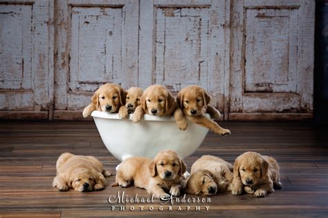 Adorable Golden Retriever Puppies Michael Anderson
