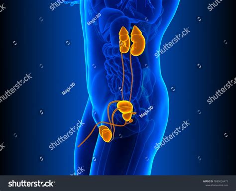 Male Urinary System Kidneys Urinary Bladder Stock Illustration 1889026471