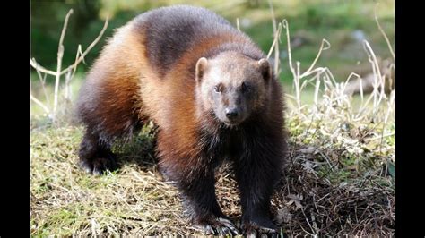 Amazing Facts About Wolverines Youtube
