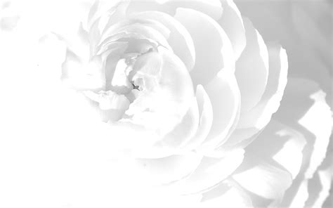 Free Download Wallpaper White Rose Wallpapers Colors Abstract 1920x1200