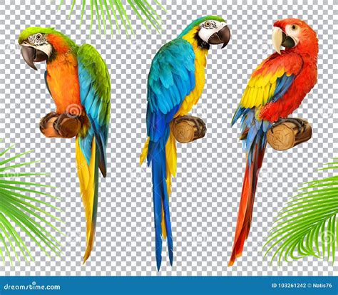 Ara Parrot Macaw 3d Vector Icon Set Stock Vector Illustration Of