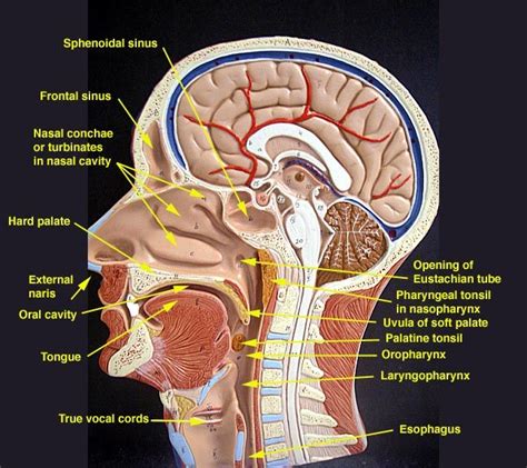 Index Of Anatomyimageshead3b Anatomy Images Soft Palate Head And