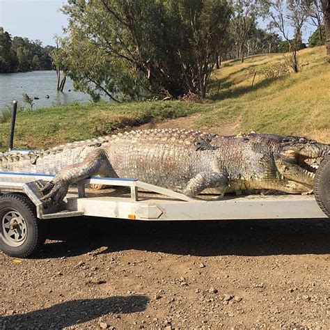 Exploring The Facts Behind The Largest Crocodile Ever сарtᴜгed In Australia