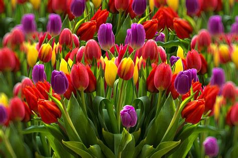Tulipanes Colorido Flores Foto Gratis En Pixabay