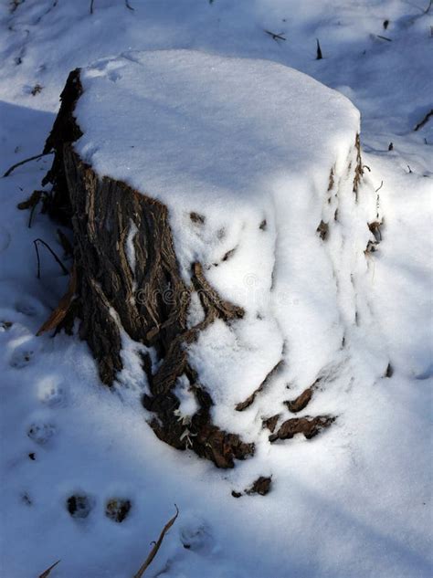 Old Tree Stump Covered With Snow In Winter Forest Park On A Cold Day