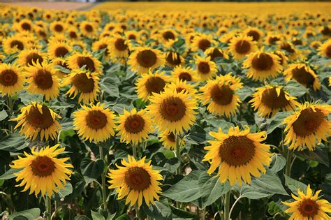 Sunflower Field France Photograph By Pauline Cutler