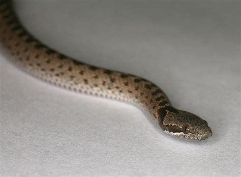 Please help us to identify a snake. Baby snake.jpg | Flickr - Photo Sharing!