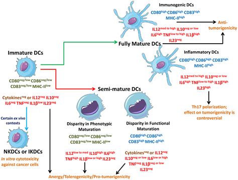Frontiers Immature Semi Mature And Fully Mature Dendritic Cells Toward A Dc Cancer Cells