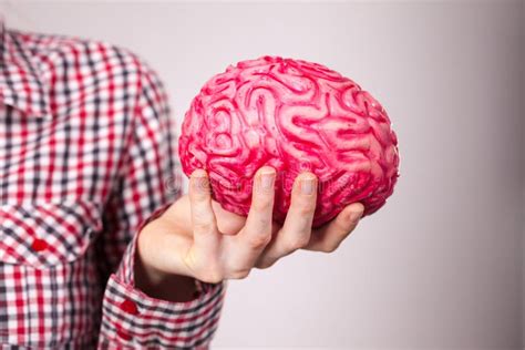 Woman Hand Holding Human Brain Stock Image Image Of Organ Memory