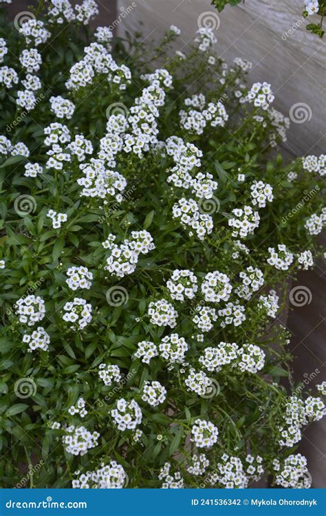 Carpet Of Small White Fragrant Flowers Alyssum Stock Photo Image Of