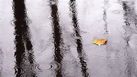 Ripples Reflection Leaves Water Rain Hd Wallpapers Desktop And