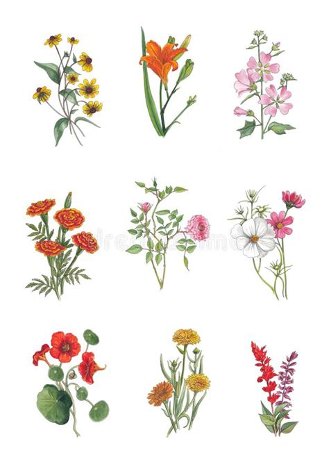 Watercolor Botanical Illustration Of Garden Flowers Stock Illustration