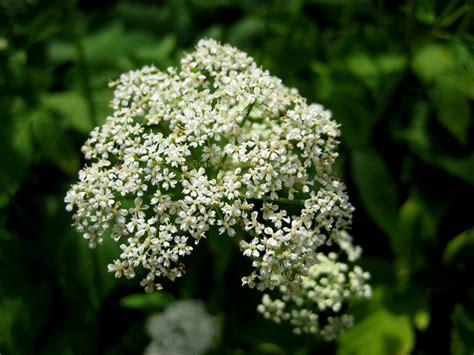 Beyond Zephyr Little White Flower Bush