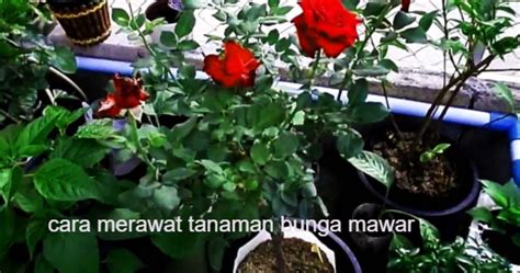 7 Cara Merawat Tanaman Bunga Mawar Penting Diketahui Seputar