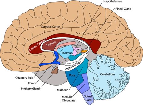 Blank Brain Diagrams Clipart Best