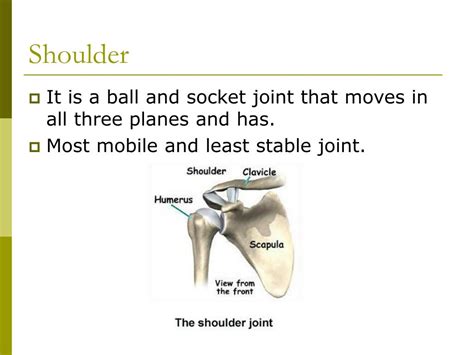 Ppt Shoulder Anatomy Powerpoint Presentation Free Download Id6856840