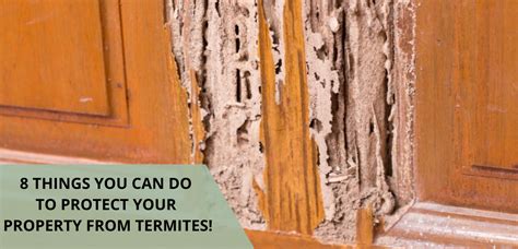 Protecting Your Property From Tiny Invaders Termites Clark Real Estate