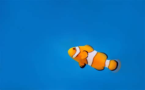 Clownfish 1080p 2k 4k Hd Wallpapers Backgrounds Free Download