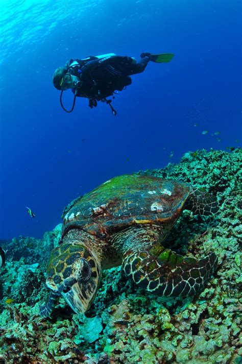 Inmersión De Aspasia Dive Beacon Reef Koh Similan Islas Similan