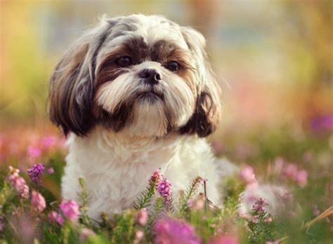 Collier anti aboiement son & vibration. Top 15 des races de chien de petite taille - Yummypets