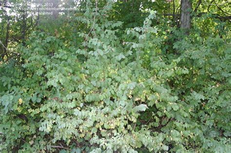 Plant Identification Closed Roadside Shrub 1 By Neefman