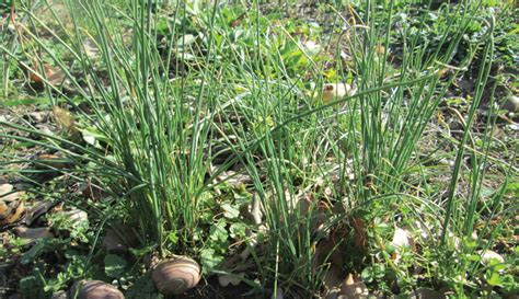 Field Garlic And Wild Onions Are Flavorful Foraged Treats Hobby Farms