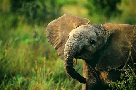 Beautiful Pictures OF Elephant In HD