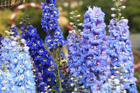 Fleurs Bleues 10 Vivaces Quil Faut Avoir Dans Son Jardin Notre