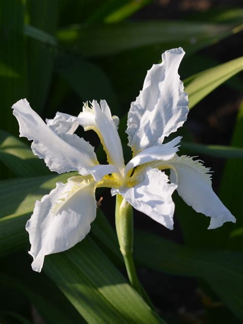 Iris Tectorum ‘alba White Japanese Roof Iris Country Farm Perennials