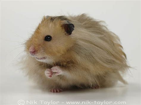 Cute Fluffy Hamster Copyright Nik Taylor Photography Nik Taylor