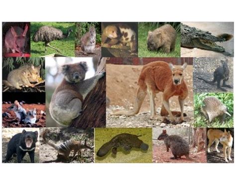 Australian Animals Quiz