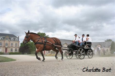 Concours National Cheval Cob Normand Saint Lô Utilisation