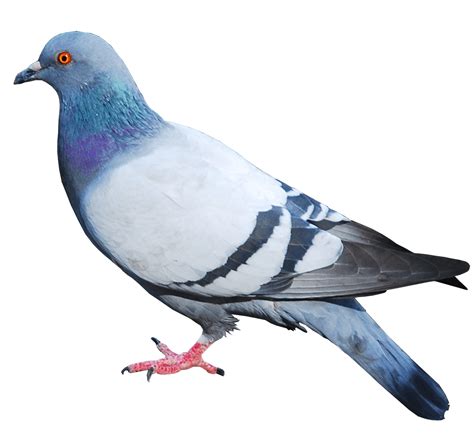 Domestic Columbidae Pigeon Png File Png Mart