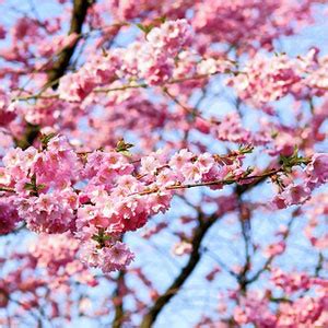 Photographs of flowering trees that are commonly used to provide landscaped areas with a wide range of bloom, color, and fragrance. blog-flowering-cherry - Organic Plant Care LLC | Tree ...