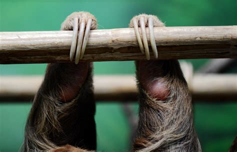 International Sloth Day Visste Du Sloths Bare Fart Opp For Sex