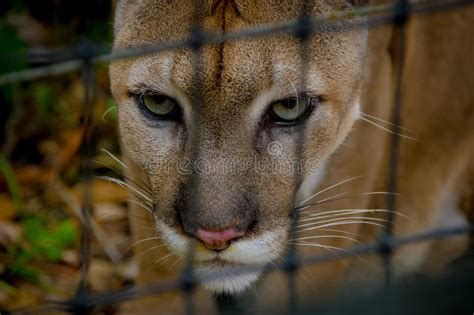 Cougar Face Closeup Stock Image Image Of Belize Beast 44737145
