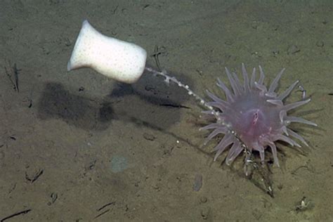 Scientists Caught A Deep Sea Sponge Sneezing On Camera And Its So