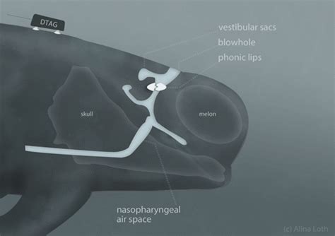 Echolocation Found To Be Cheap For Deep Diving Whales University Of