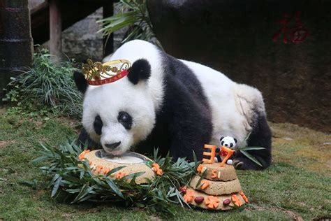 Oldest Panda Worlds Oldest Living Panda In Captivity Celebrates 37th