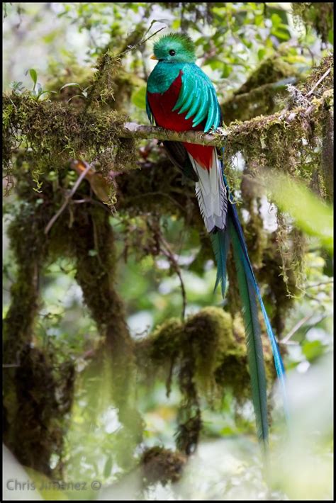 Resplendent Quetzal Rainforest Animals Beautiful Birds Bird Photo