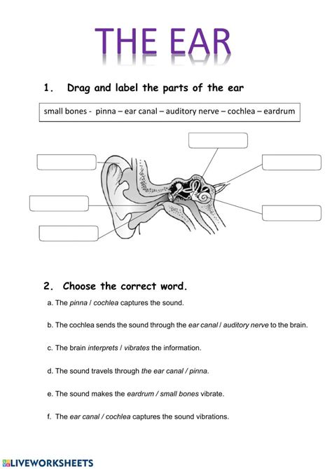 The Ear Worksheet Biology Worksheet Ear Parts Human Ear