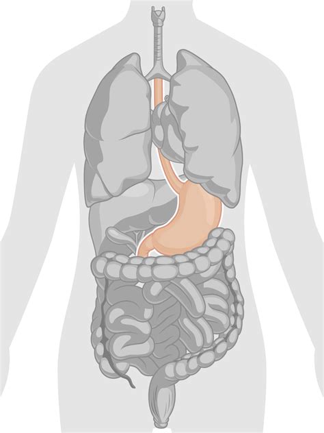 Human Internal Organ Stomach Anatomy Body Part Cartoon Vector Drawing