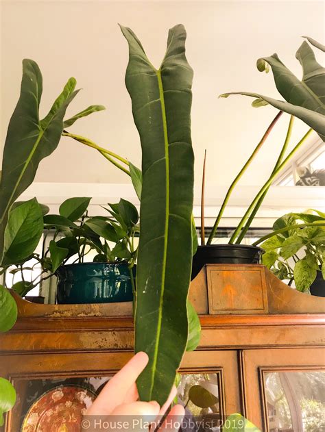 I used to know a guy that sold seed. Philodendron spiritus sancti — House Plant Hobbyist