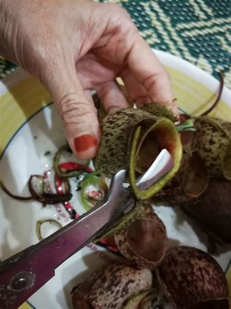 Give one a try before trekking into areas where you'll be vastly outnumbered by carnivorous plants—they grow in wild abundance all over the surrounding forests. Cara-Cara Proses & Masak Lemang Periuk Kera.