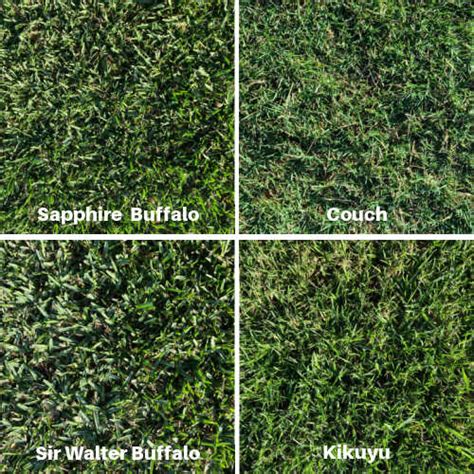 Grass Varieties Eturf